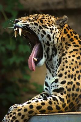 EL JAGUAR.