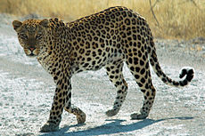 Namibie Etosha Leopard 01edit.jpg